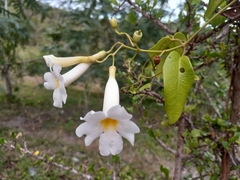 Amphilophium lactiflorum