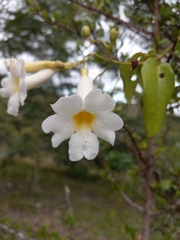 Amphilophium lactiflorum