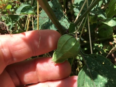 Physalis longifolia subglabrata