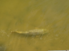 Cyprinus rubrofuscus