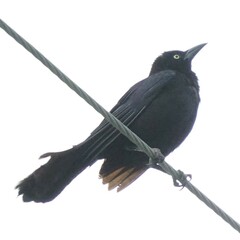 Quiscalus quiscula quiscula