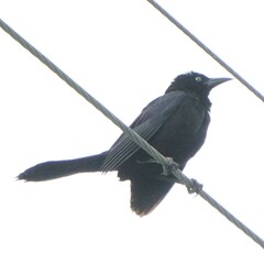 Quiscalus quiscula quiscula