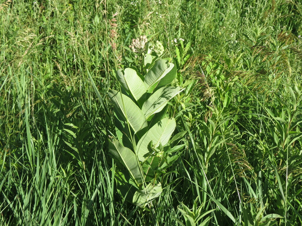 common milkweed from Rockford, IL, USA on June 26, 2022 at 05:22 PM by ...