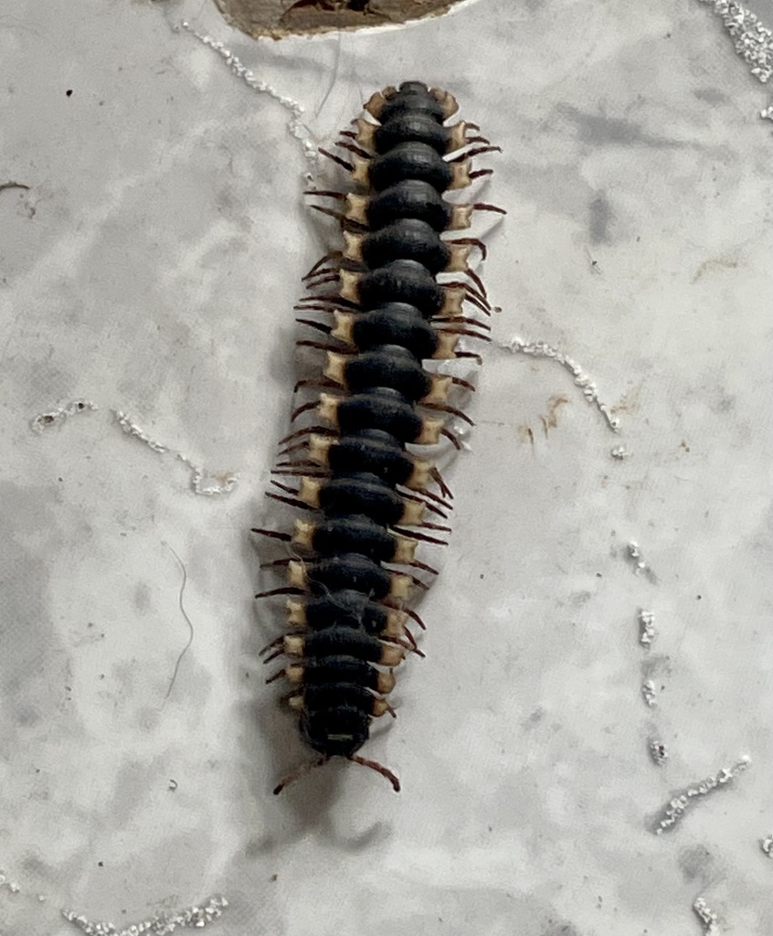 Flat-backed Millipedes from Vía 239, Puriscal, San Jose, CR on June 26 ...