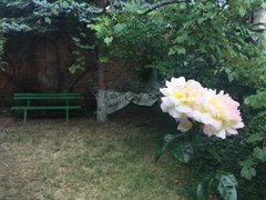 Rosa