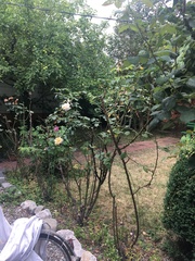Rosa