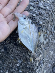 Leiognathidae