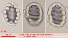Orbilia luteorubella