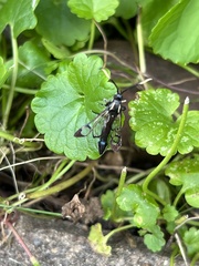 Synanthedon fatifera