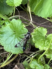 Synanthedon fatifera