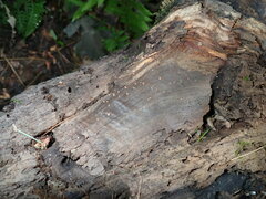 Orbilia luteorubella