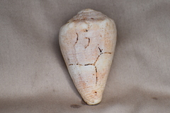 Conus mus