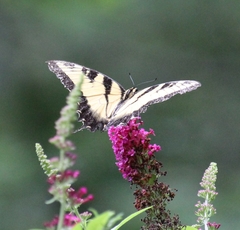 Papilio glaucus