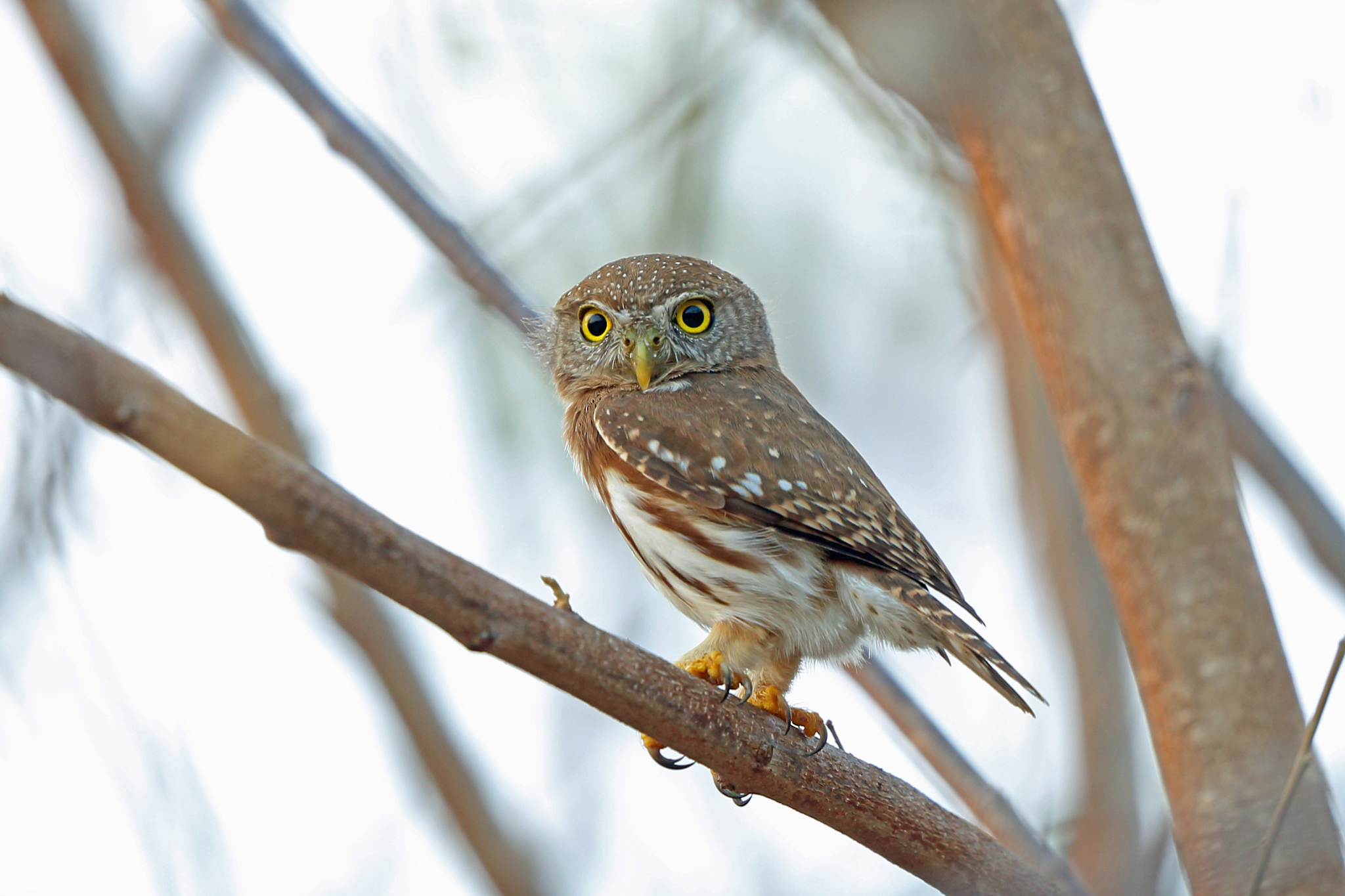 Colima Pygmy-Owl illustration