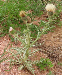 Cirsium canescens