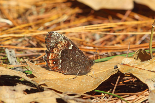 Sátira oscura Centroamericana