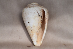 Conus mus