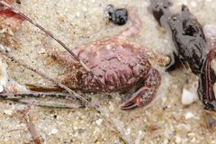 Paraxanthias taylori