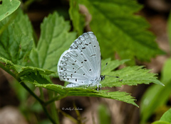 Celastrina neglectamajor