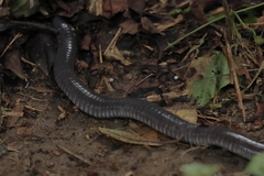 Dermophis mexicanus