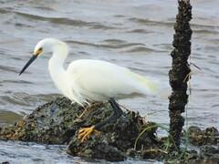 Egretta thula image