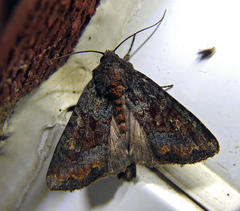 Apamea amputatrix