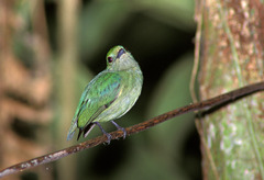 Lepidothrix velutina