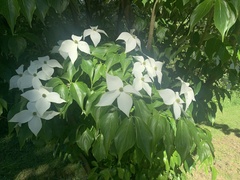 Cornus