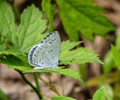 Celastrina neglectamajor