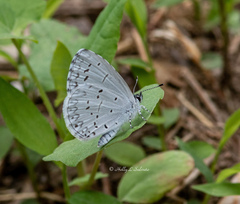 Celastrina neglectamajor