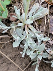 Antennaria microphylla