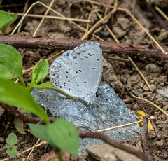 Celastrina neglectamajor