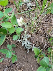 Antennaria microphylla