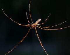 Tetragnatha rubriventris