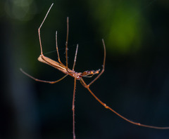Tetragnatha rubriventris