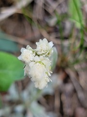 Antennaria microphylla