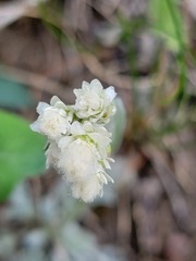 Antennaria microphylla