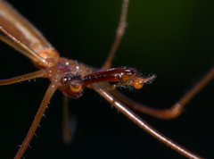 Tetragnatha rubriventris