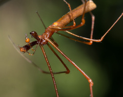 Tetragnatha rubriventris
