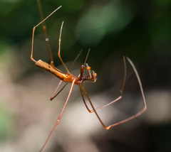 Tetragnatha rubriventris