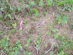 Antennaria microphylla