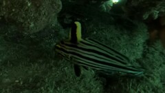 Pareques fuscovittatus