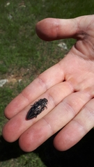 Chrysochroini
