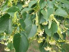 Tilia