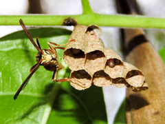 Mischocyttarus mexicanus