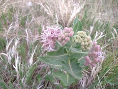Asclepias speciosa