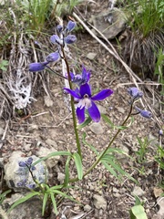 Delphinium sutherlandii