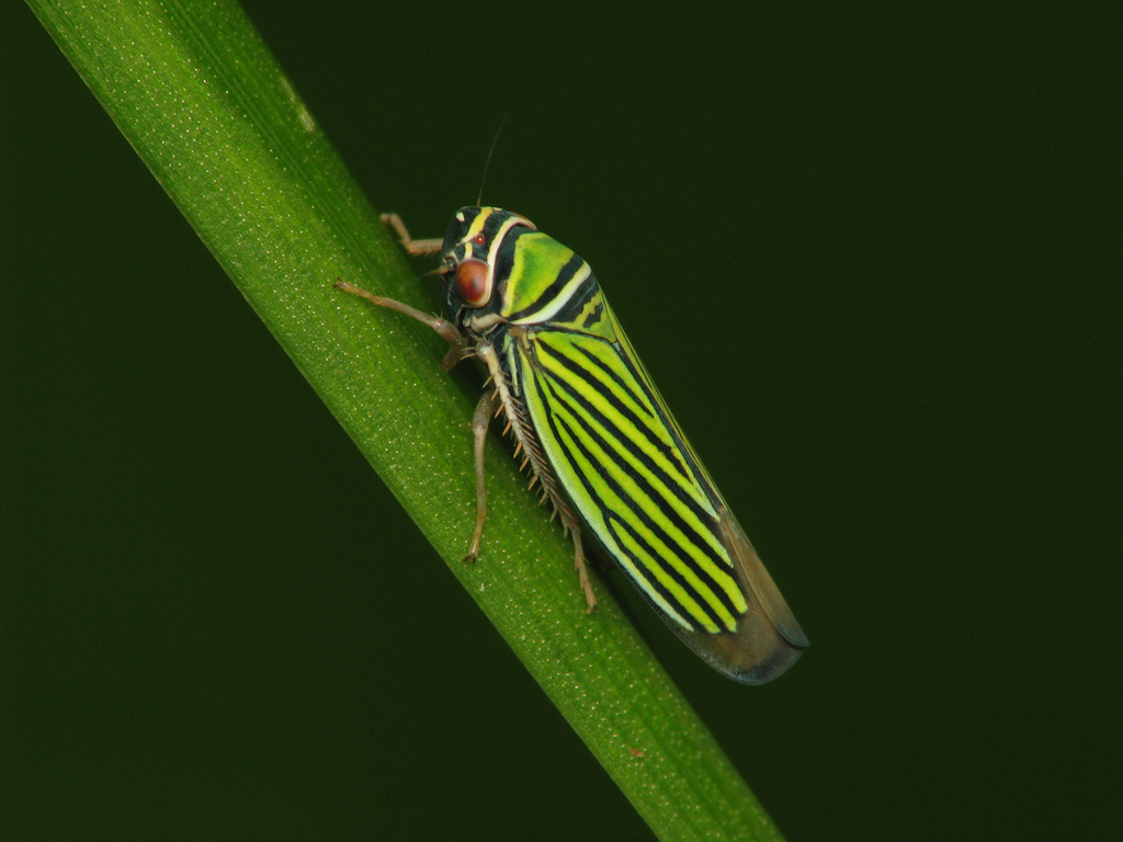 Tylozygus