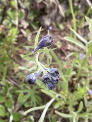 Delphinium sutherlandii