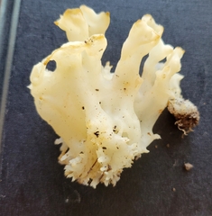 Sebacina sparassoidea